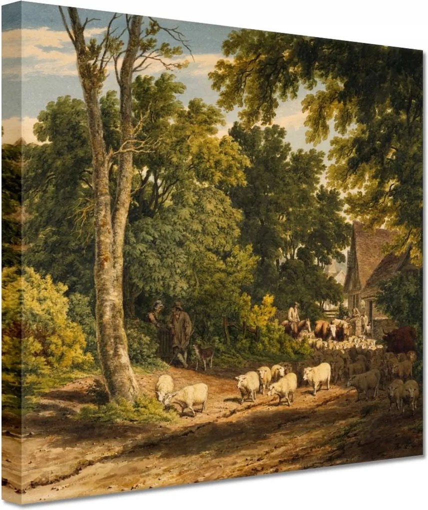 Vászonkép 60x60 Bárányok