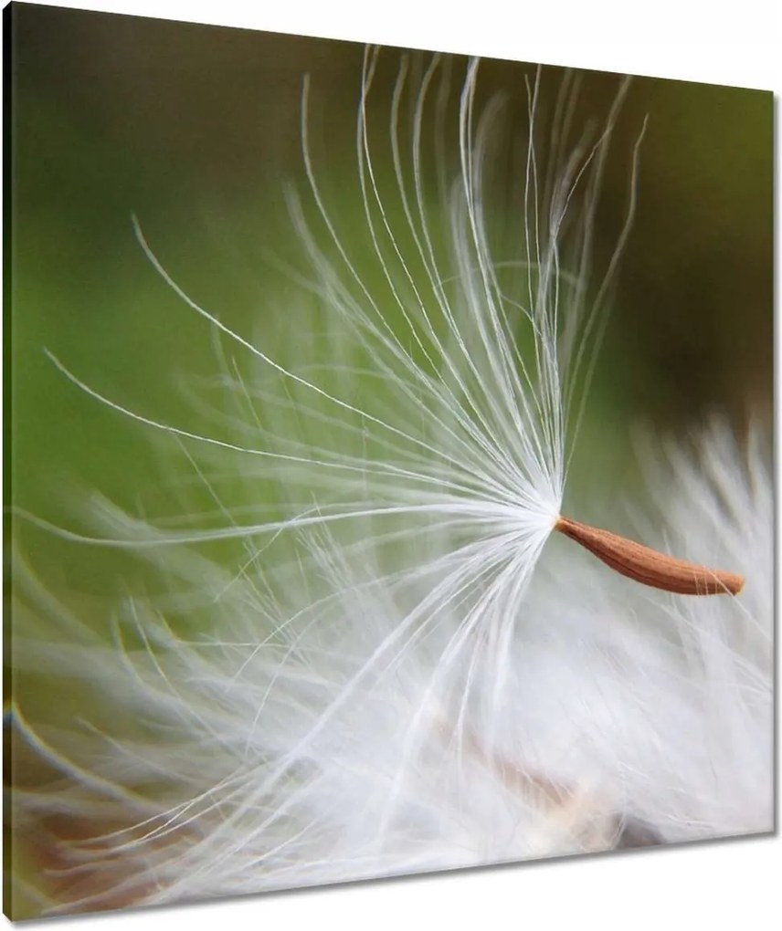 Vászonkép 80x80 Pitypang Virág Virágok