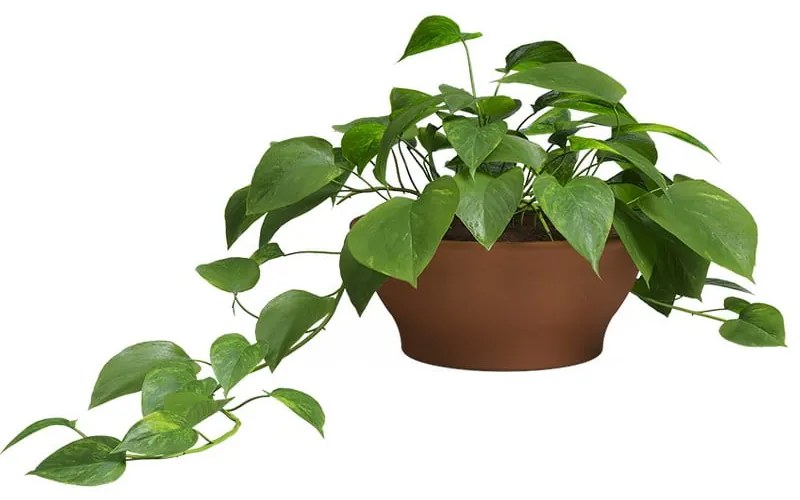 Terrakotta virágcserép ø 23 cm Saramago – Artevasi