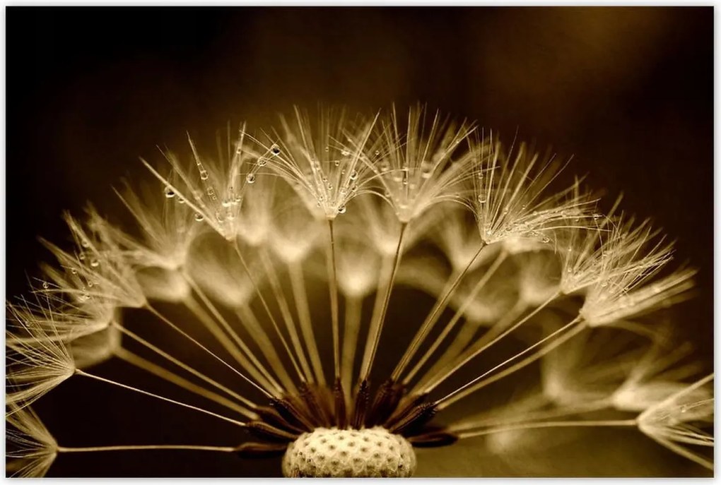 Poszterek 120x80 Pitypang Virág Virágok