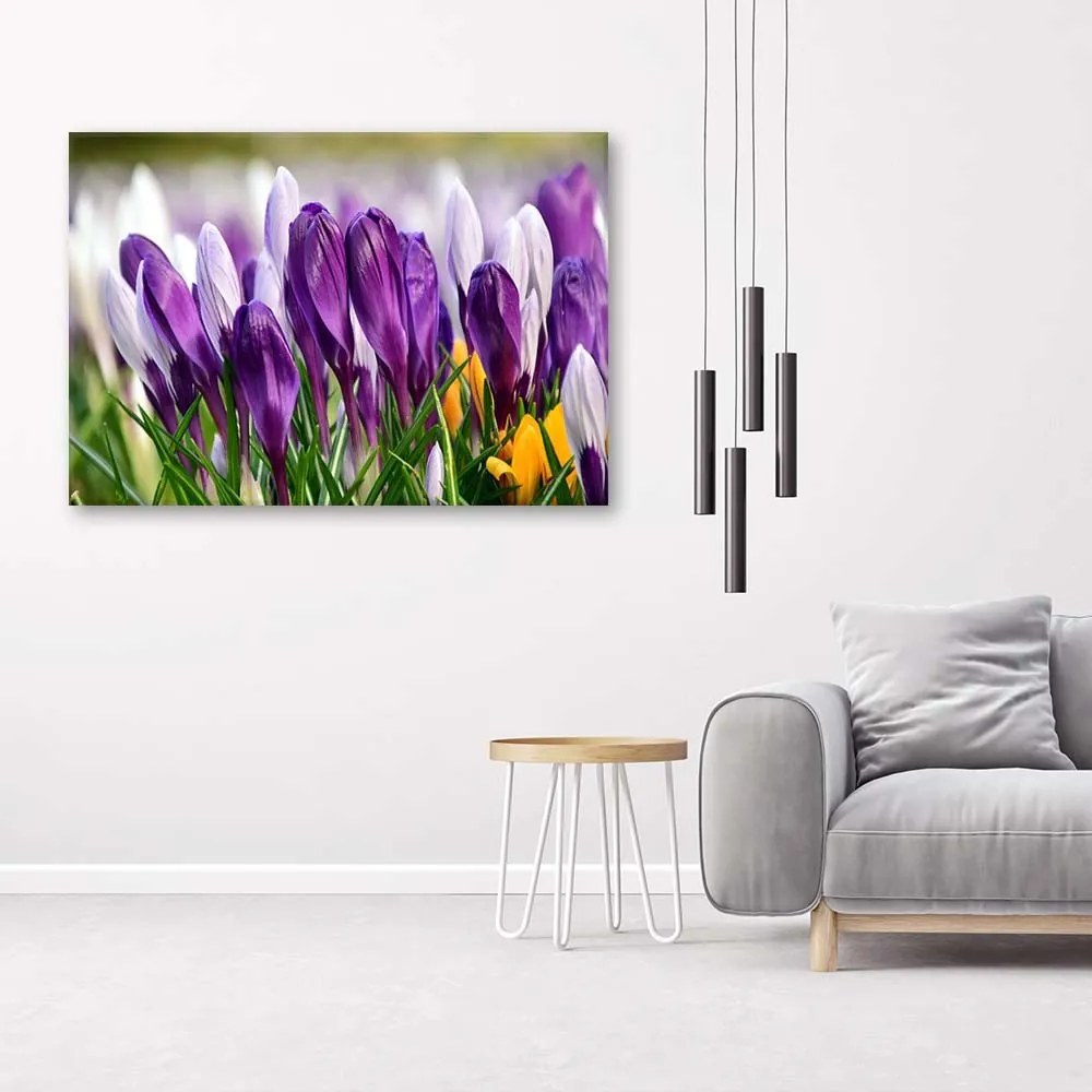 Gario Vászonkép Rét krókuszokkal Méret: 100 x 70 cm