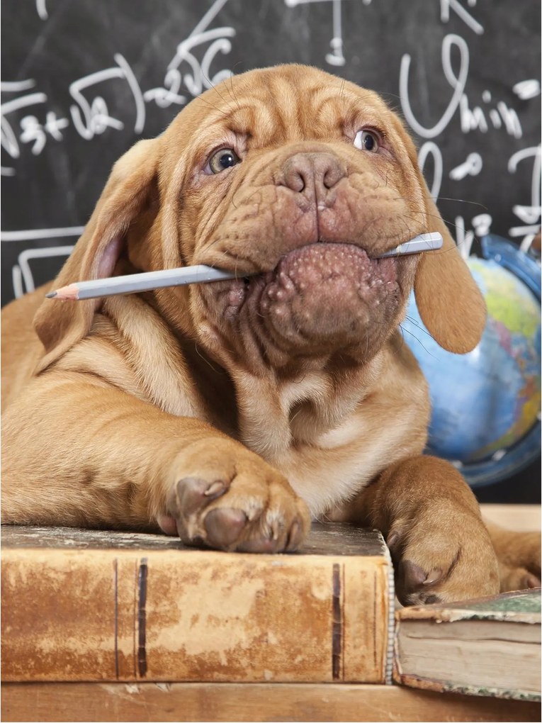 Fotótapéta kutya aranyos kutyus fotótapéta 184 x 254