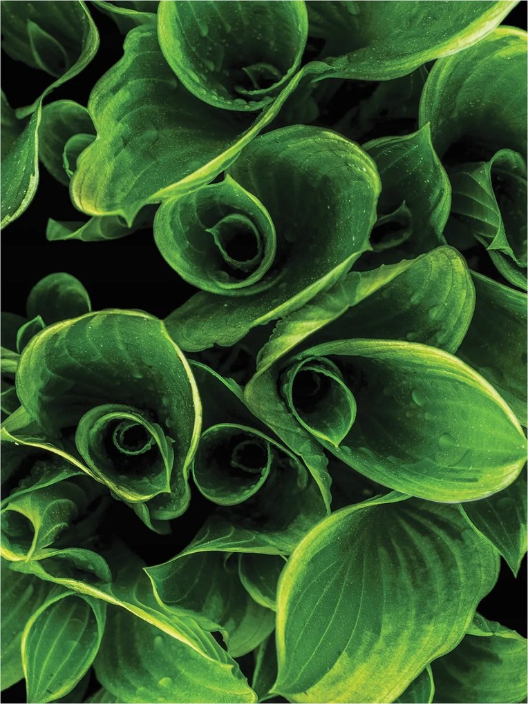 Hosta fotótapéta Zöld levelek természet 184x254 hálószoba nappali +ragasztó