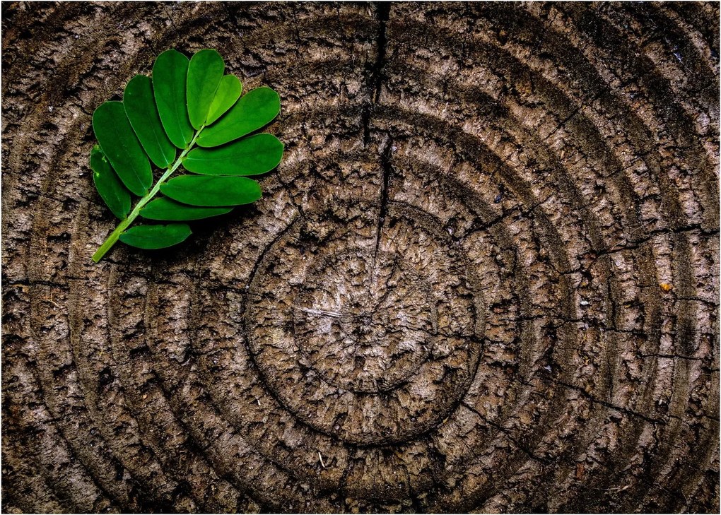 Kép egy levél a fatörzsön (üvegen) (70x50 cm)