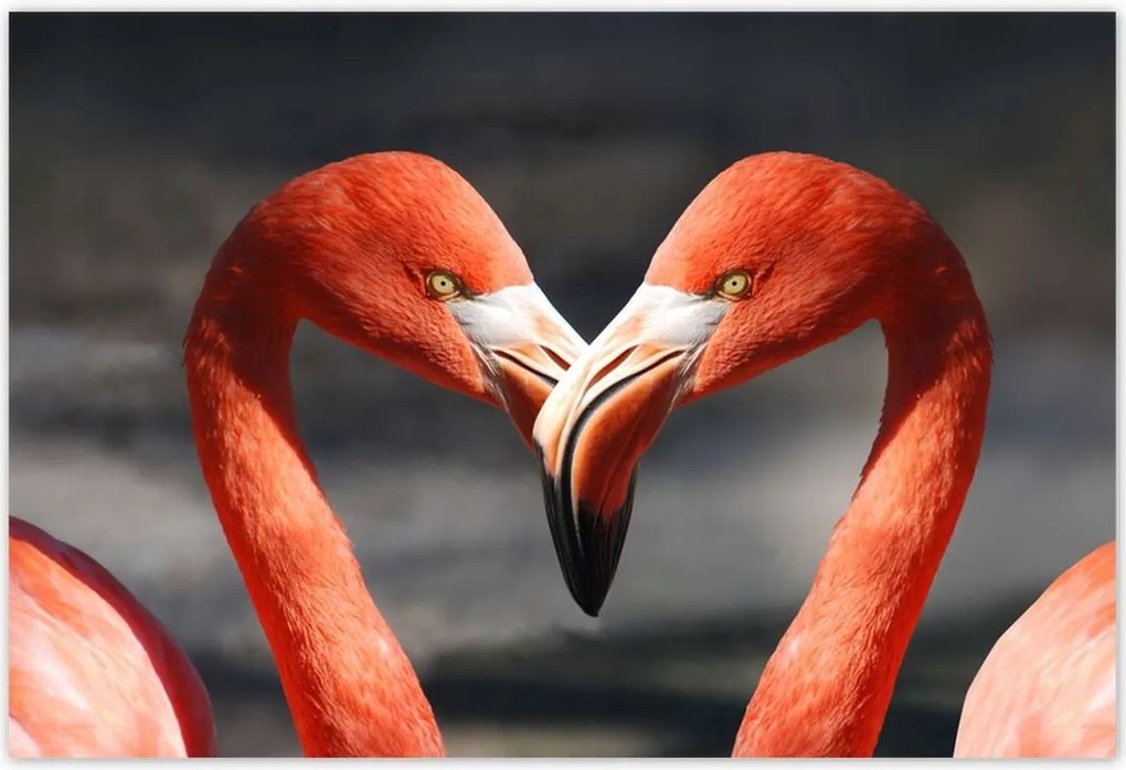 Poszterek 155x105 Szerelmes pelikánok