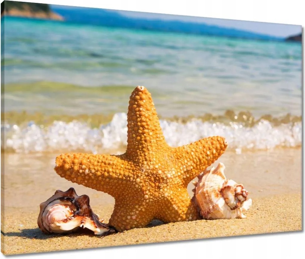 Vászonkép 80x60 Tengeri csillag és kagylók