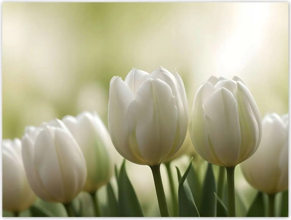 Poszterek 40x30 Fehér tulipánok