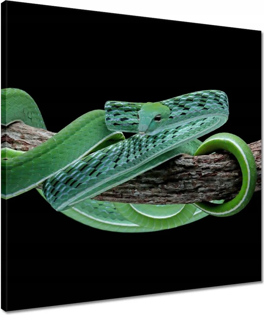 Vászonkép 50x50 Ahaitulla prés kígyó