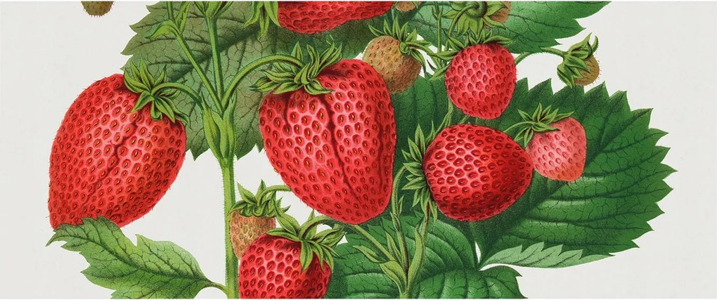 Flizelin tapéta Flizelin Fali Prémium Nyári gyümölcsök 250x104 Ragasztó