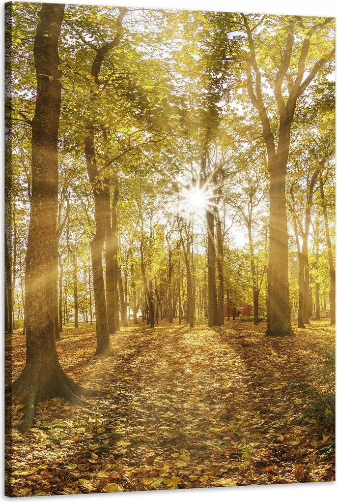Vászonkép Nap a fák között az erdőben 60x90 cm