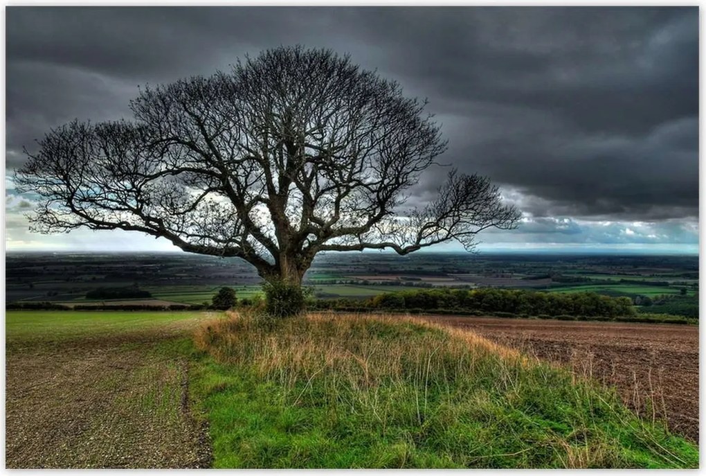 Poszterek 120x80 Fa tájkép