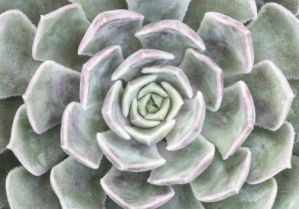 Poszter 66,5x46,5cm Pozsgás, Assaf Frank