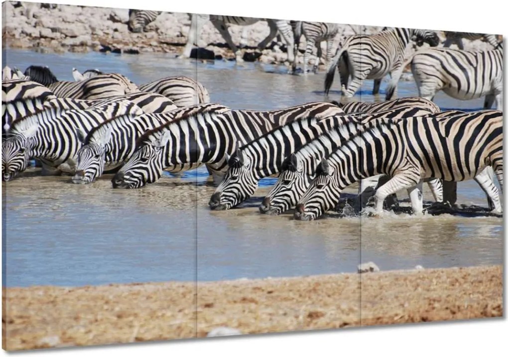 Festmények 120x80 Zebrák a vízparton