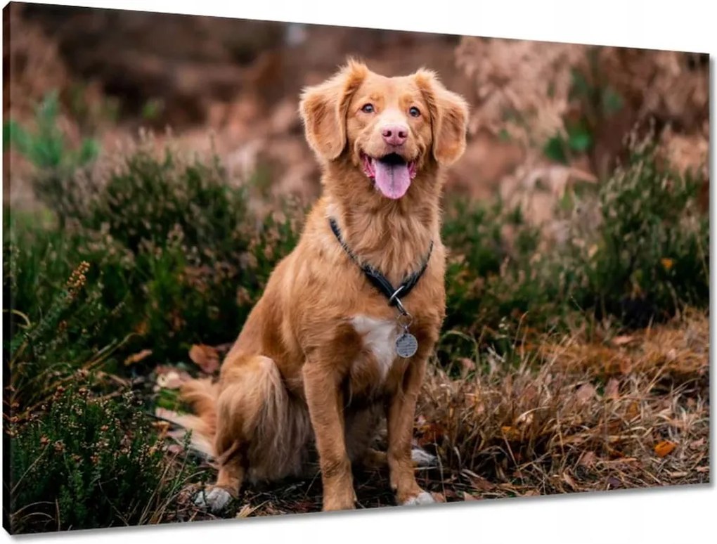 Vászonkép 90x60 Kutya Kutyák