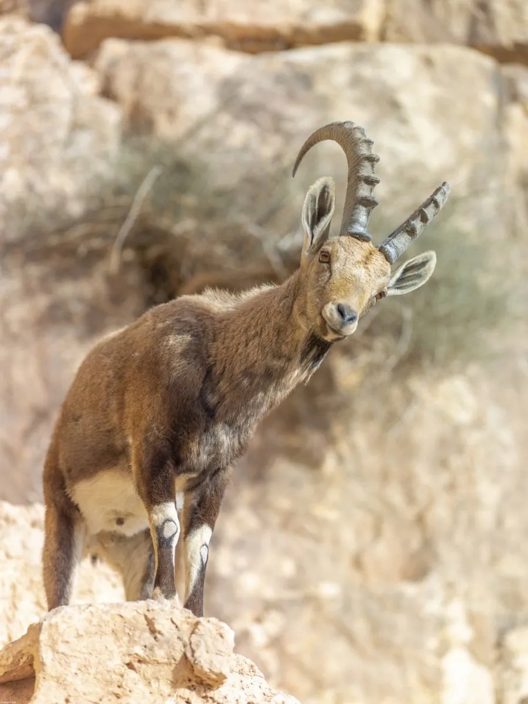 Poszter 60x80cm Ibex Nubiana, Assaf Frank