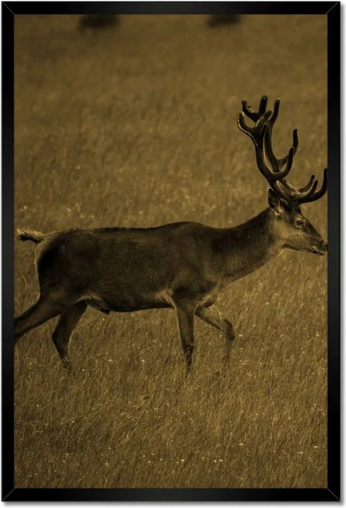 Poszterek keretben 40x60 Szarvas