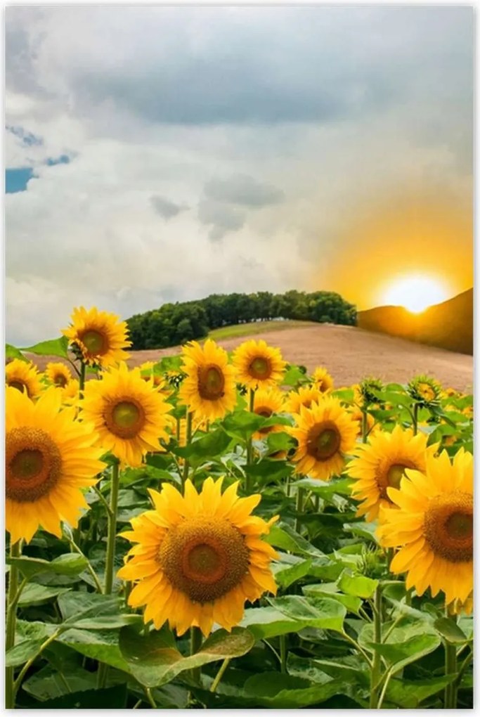 Poszterek 60x90 Tájkép Napraforgók