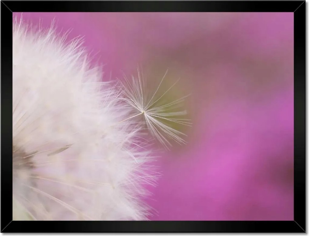 Poszterek keretben 40x30 Pitypang Virág Virágok