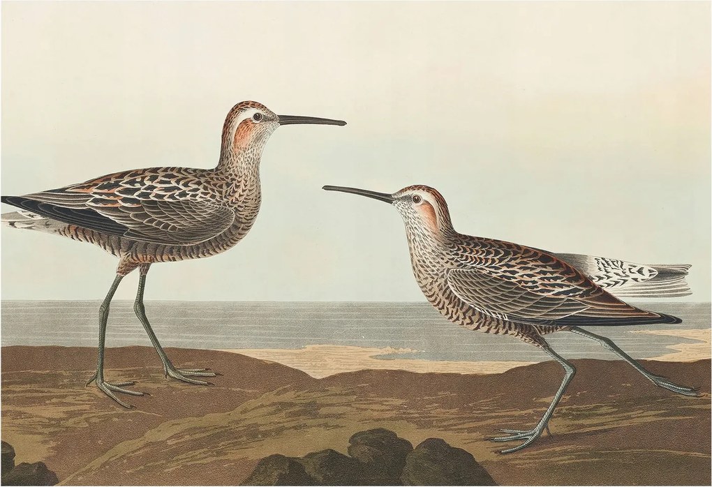 Fotótapéta Flizelin Dekoratív tapéta Madár sziluettek 152x104 Ragasztó