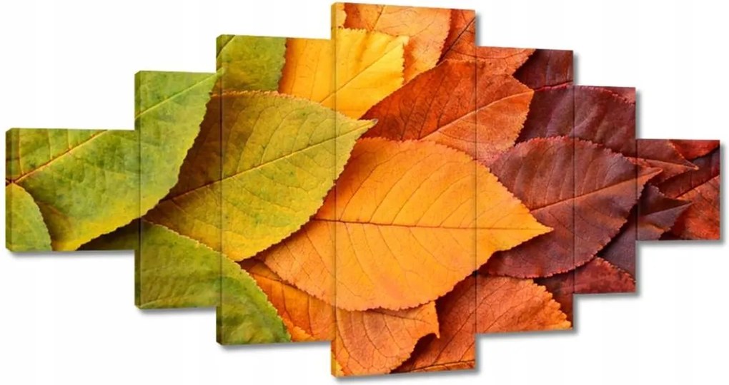 Képek 200x100 Őszi színes levelek Levelek az ősz színeiben