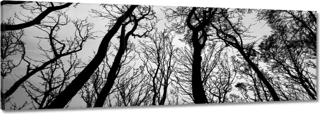 Vászonkép 90x30 Erdő Fák Kilátás alulról