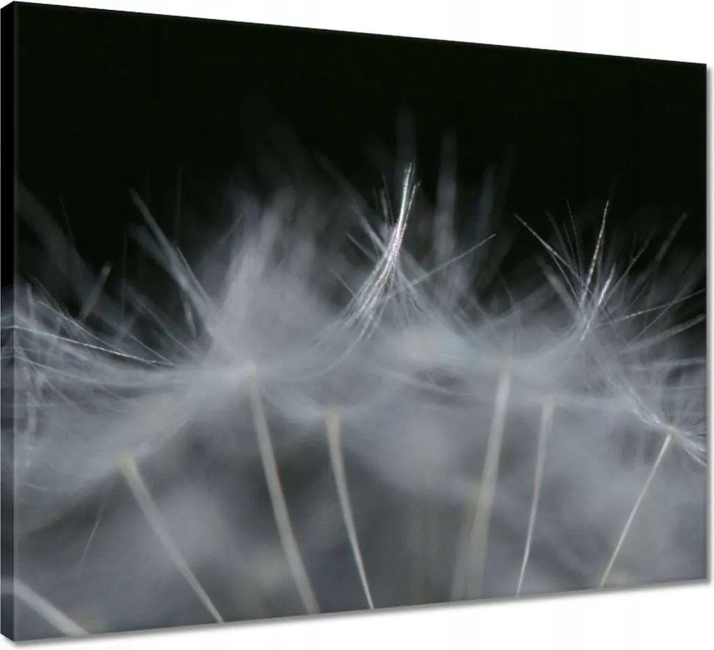 Vászonkép 50x40 Pitypang Virág Virágok