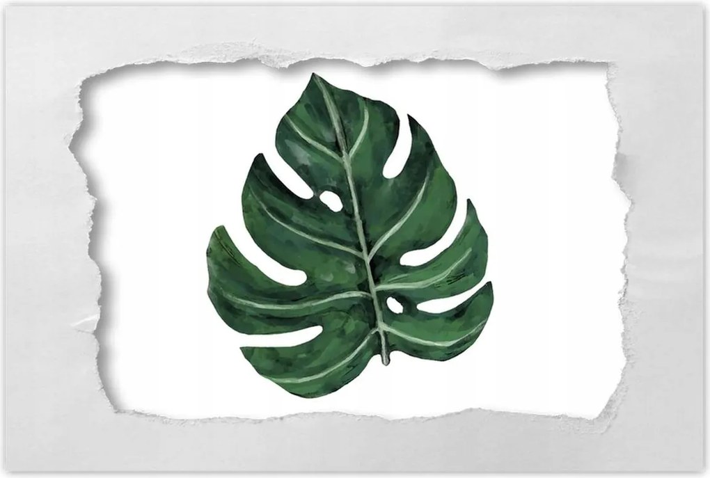 Poszter 60x40 Monstera Zöld levél