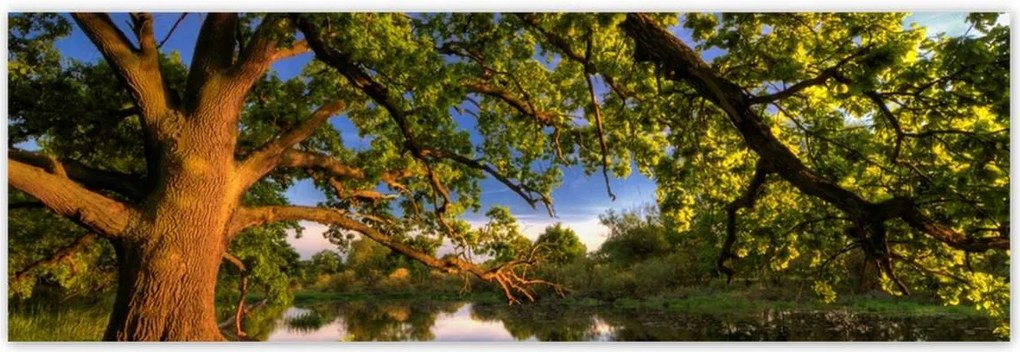 Poszterek 200x66 Tölgy a croissant-ban