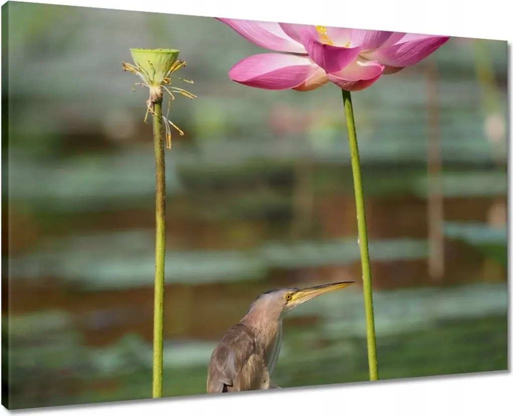 Vászonkép 70x50 Kalapos madár Tájkép Kilátás