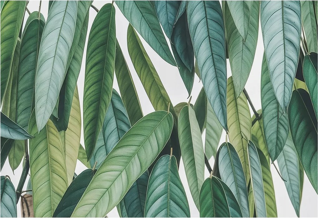 Fali fotótapéta Étkezőbe Természetes levelek 152x104 Ragasztó