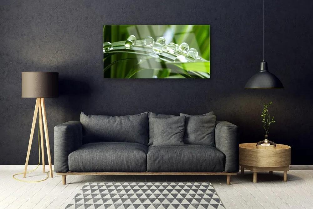 Fali üvegkép Plant fű harmat cseppek 120x60cm