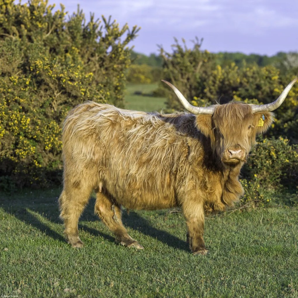 Poszter 30x30cm Tehén a faluban, Assaf Frank