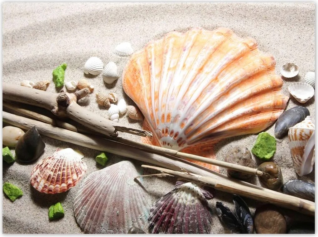Poszterek 135x100 Kagylók a balti tengerpartról