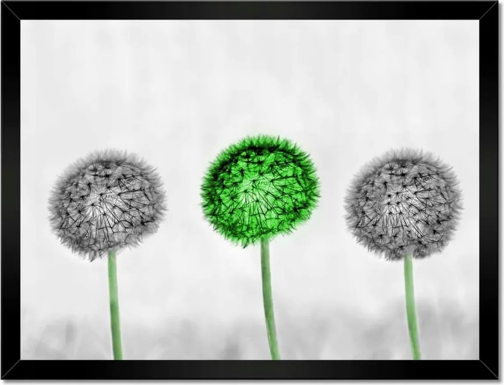 Poszterek keretben 40x30 Pitypangok