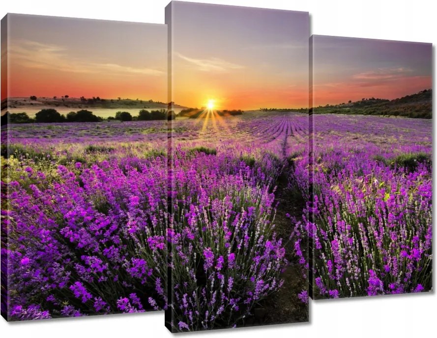 Vászonkép 90x70 Levendulamező Nyugat