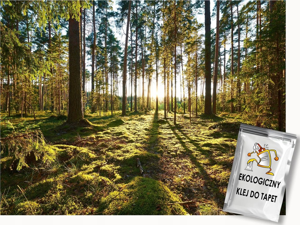 Fotótapéta Flizelina Tájkép Zöld Erdő Fák Moha Nap 100x75 ragasztó