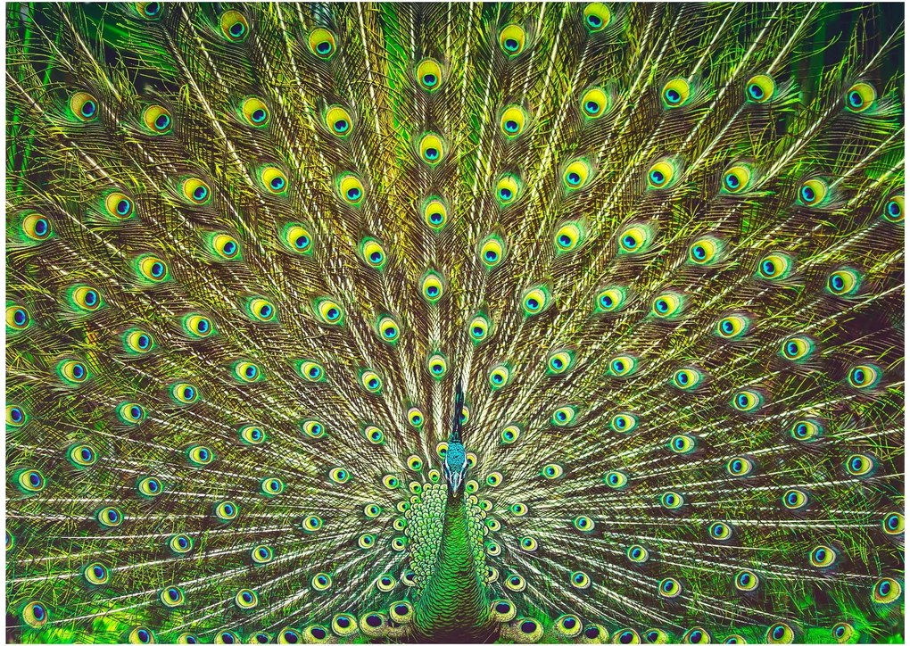 Üveg kép - Páva (70x50 cm)