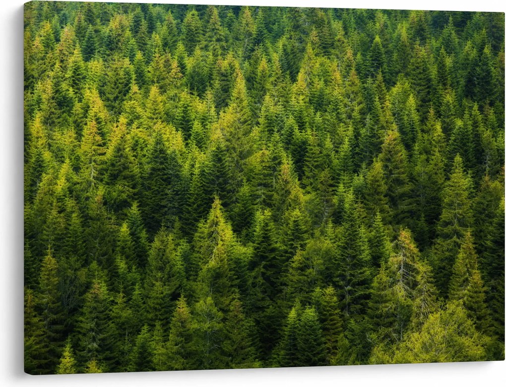 Kép - sűrű erdő (70x50 cm)
