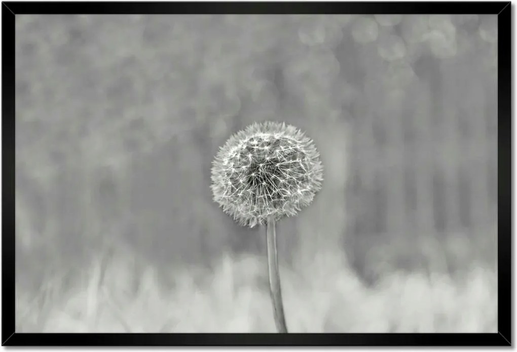 Poszterek keretben 60x40 Pitypang