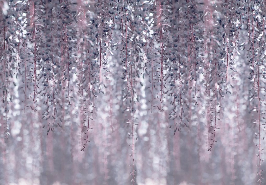 3D fotótapéta növény levelek 368 x 254