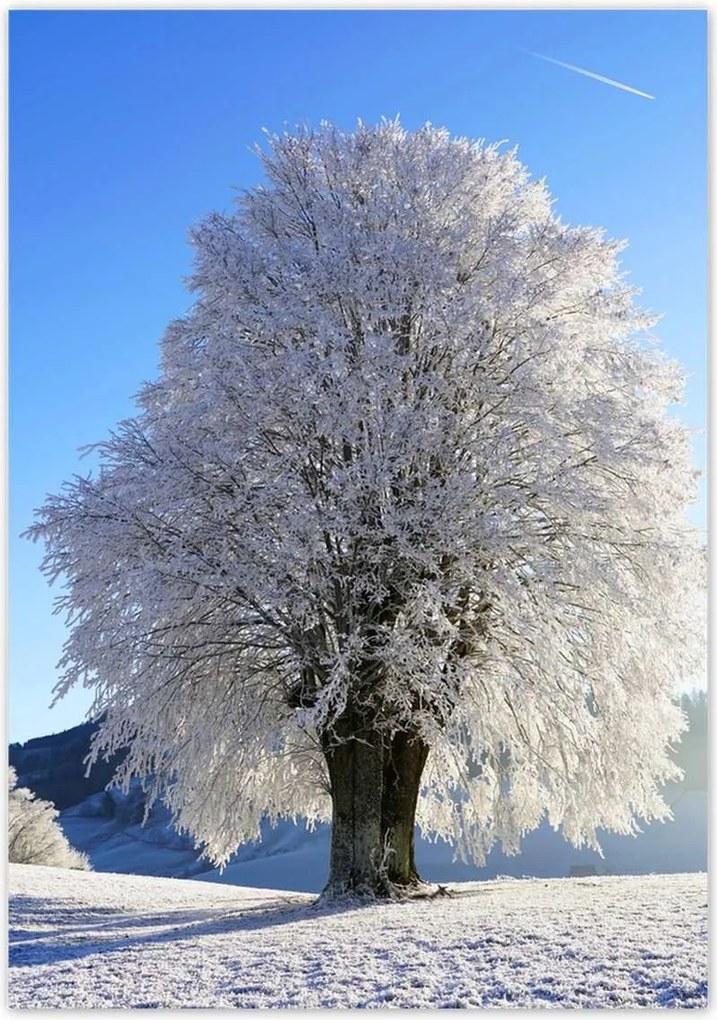 Poszterek 70x100 Téli fa kép