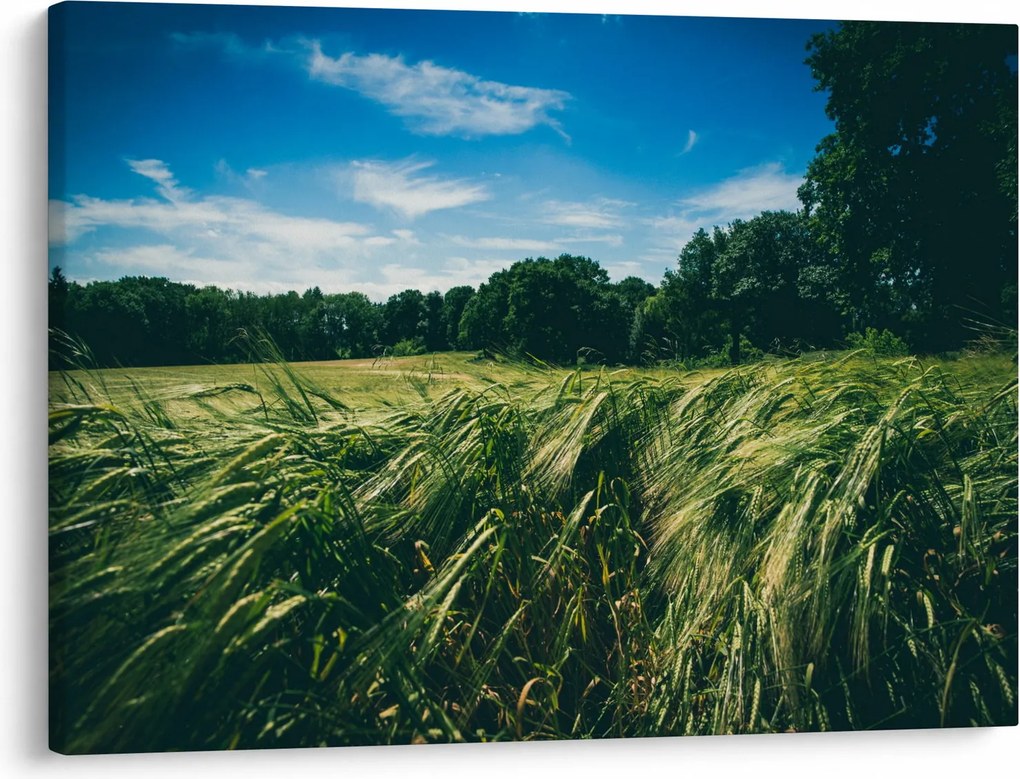 Rét és az erdő képe (70x50 cm)