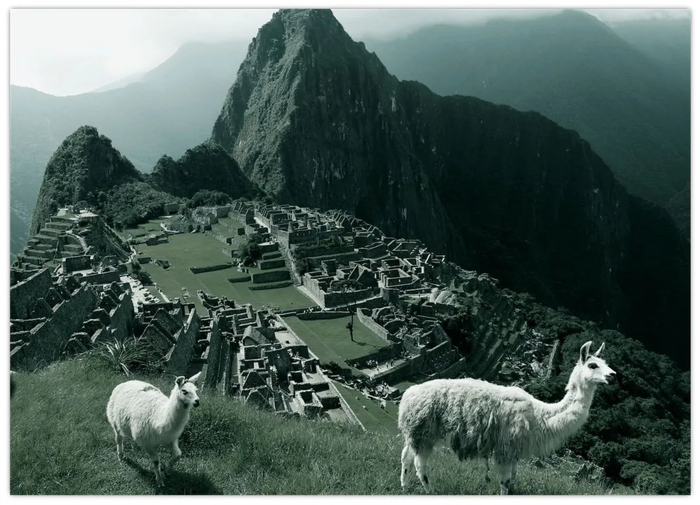 Üveg kép - Lámák a perui Machu Picchunál (70x50 cm)