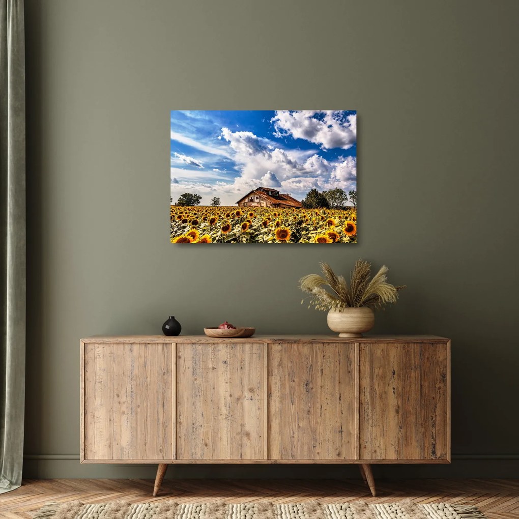Napraforgó mező képe (üvegen) (70x50 cm)