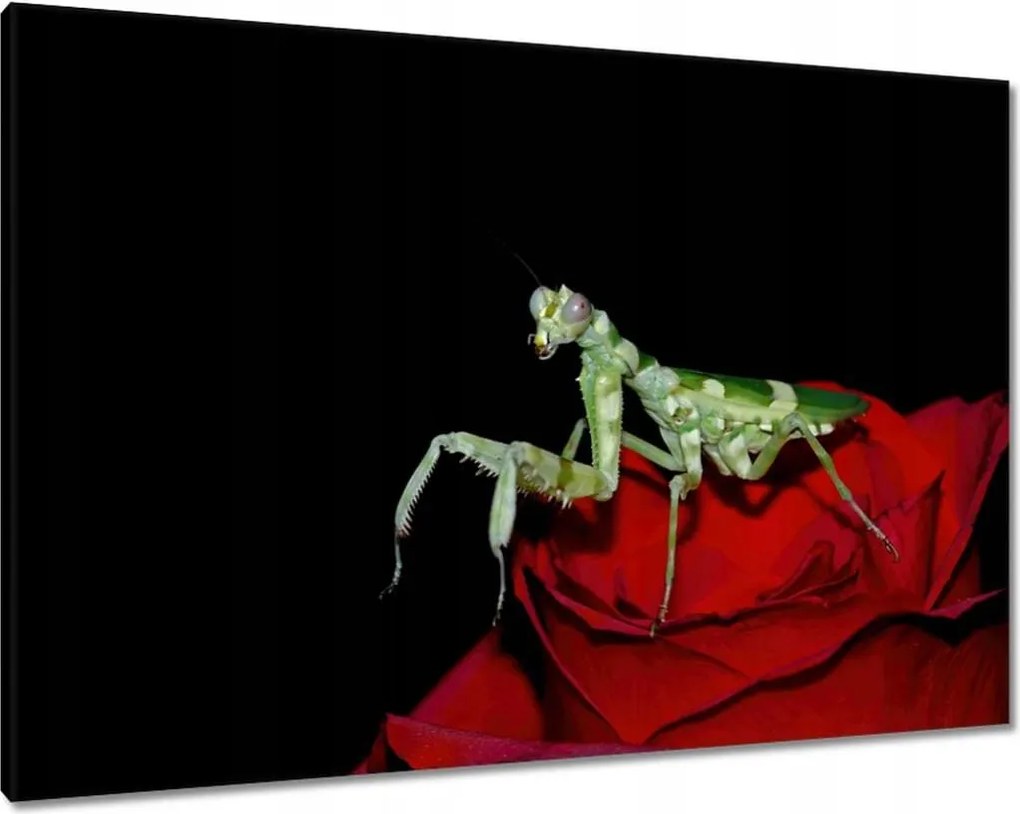 Vászonkép 100x70 Sáska piros virág