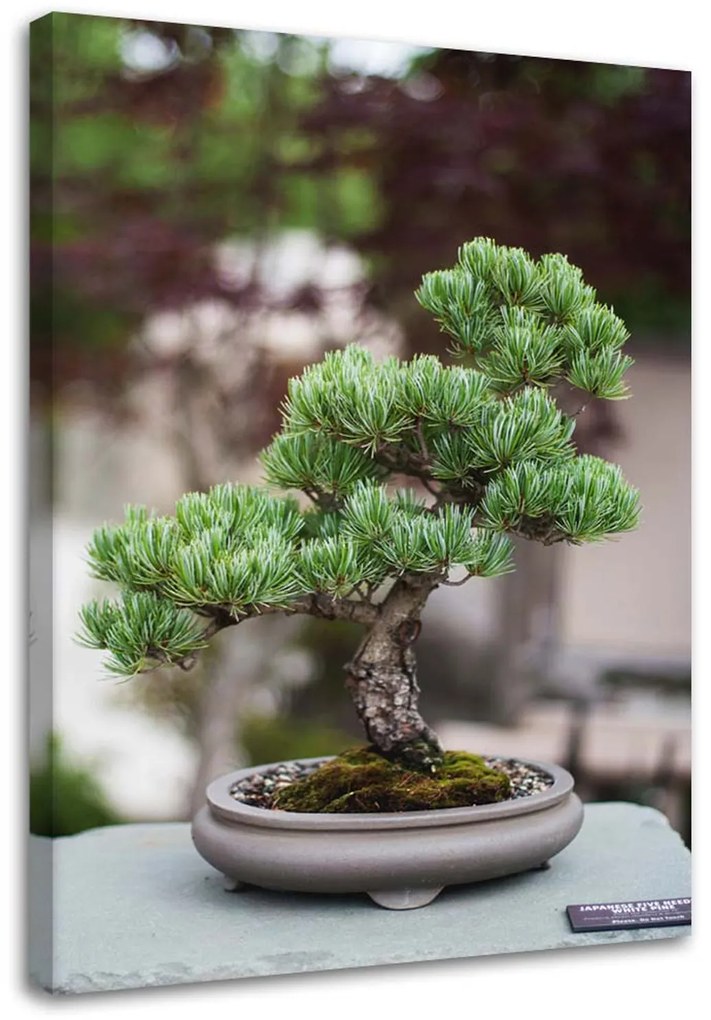 Gario Vászonkép Bonsai fa köveken Méret: 40 x 60 cm