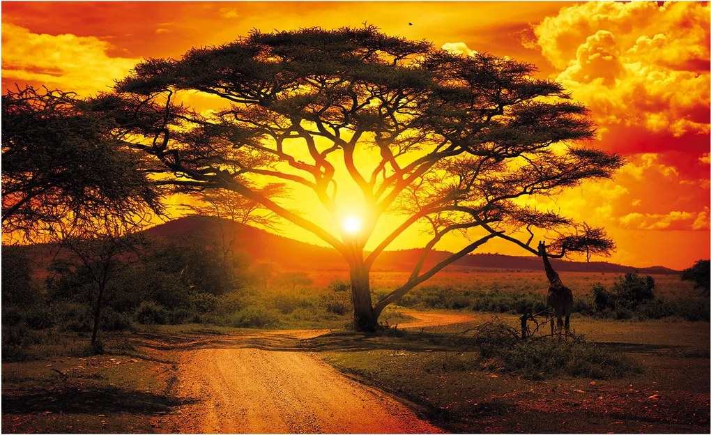 Fotótapéta Afrika szavanna naplemente zsiráfok akác 250x175 +ragasztó