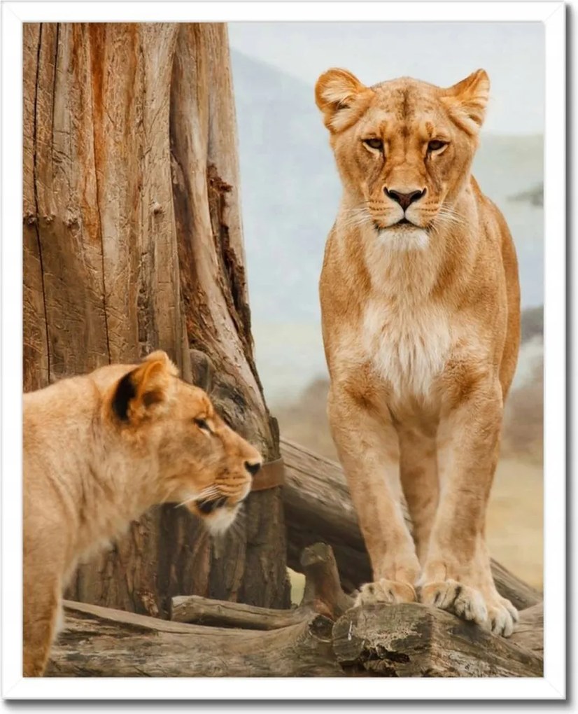 Poszterek keretben 40x50 Oroszlánok Afrikában