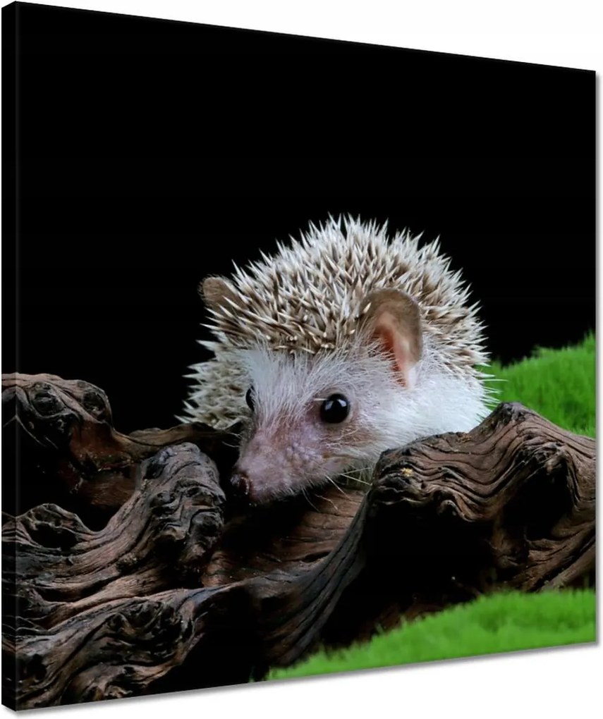 Vászonkép 40x40 Sündisznó a zöld mohán