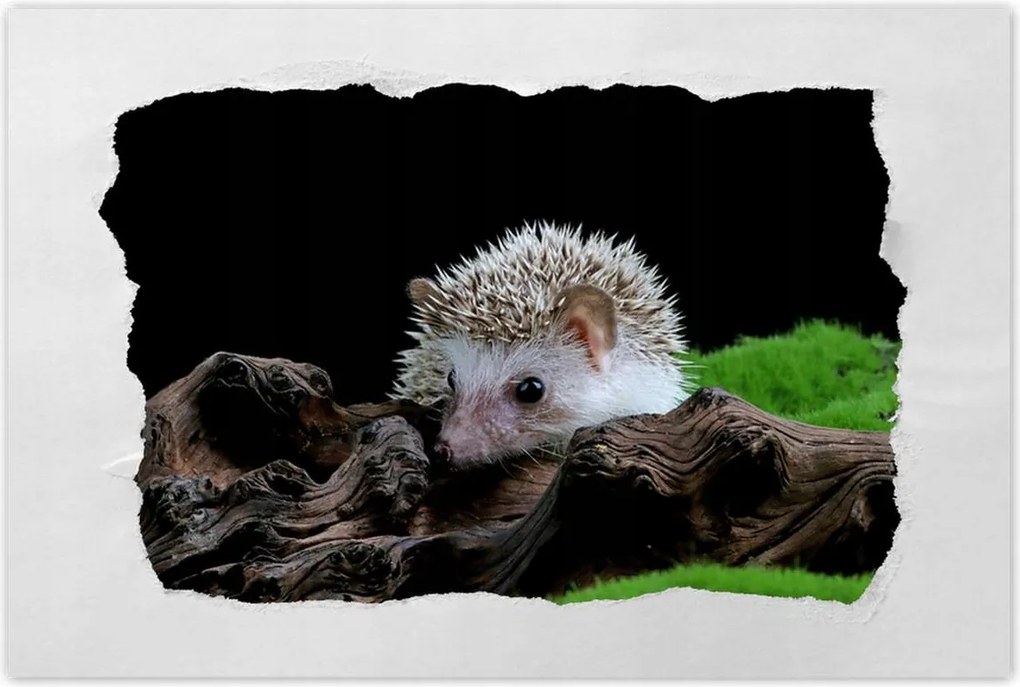 Poszter 60x40 Sündisznó a zöld mohán